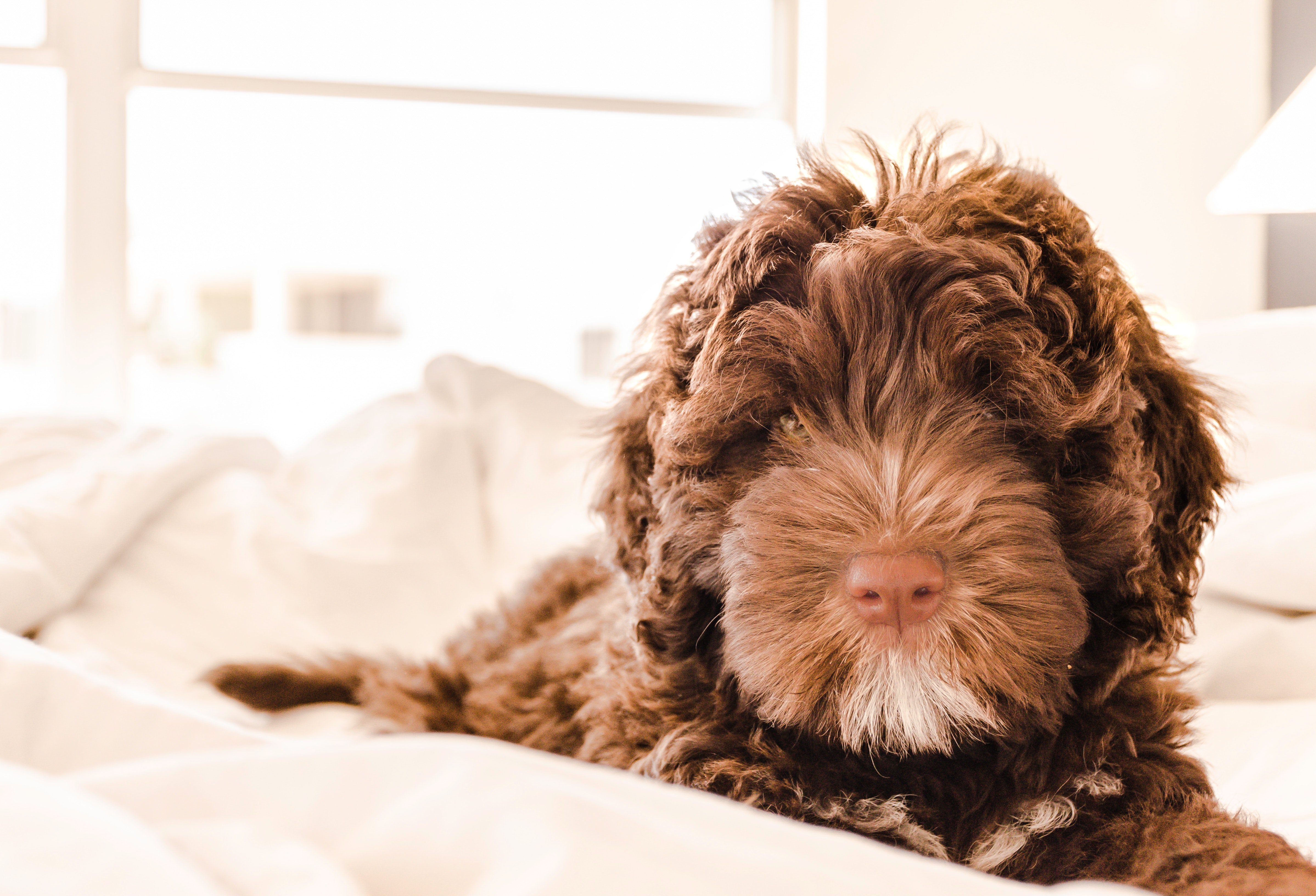 pets in vacation rentals
